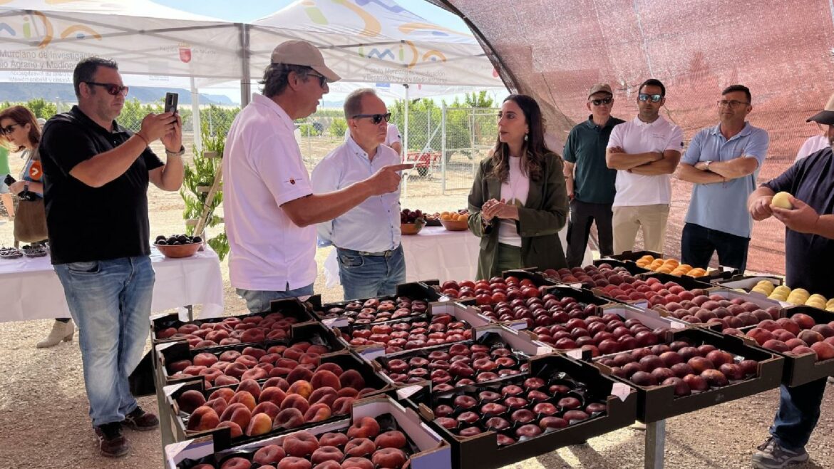 Los agricultores de la Región cuentan ya con 23 nuevas variedades de frutas de hueso
