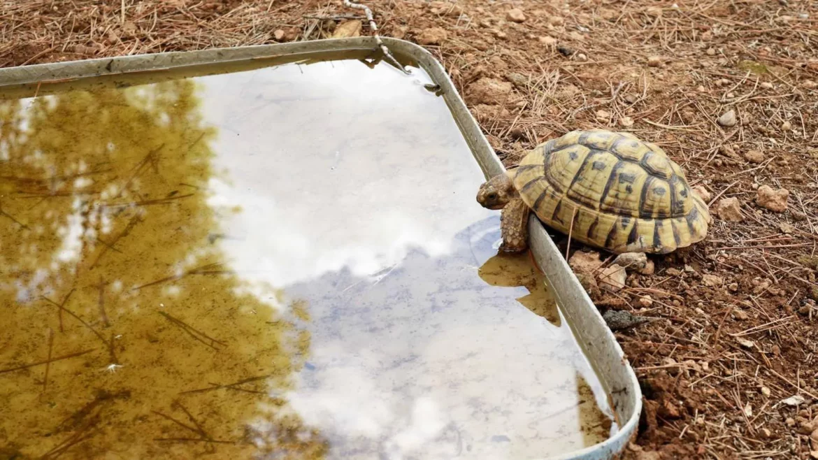 El ingreso de tortugas moras en el Centro de Fauna aumenta un 88%