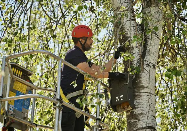 Una de las cajas nido para murciélagos instaladas en el jardín de la Alameda.