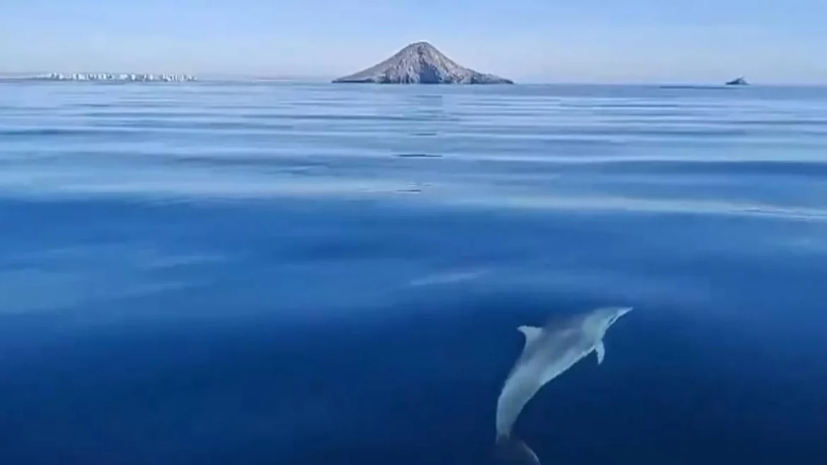 Avistan un delfín en La Manga del Mar Menor