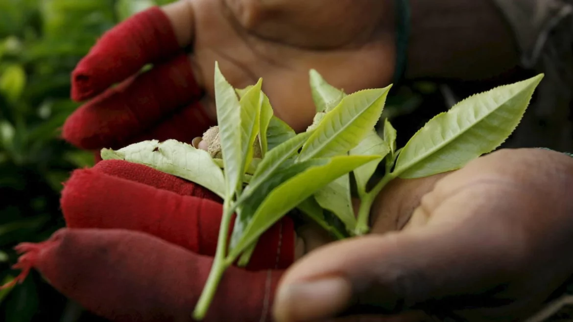 La primera plantación de té ecológico de Europa está en España