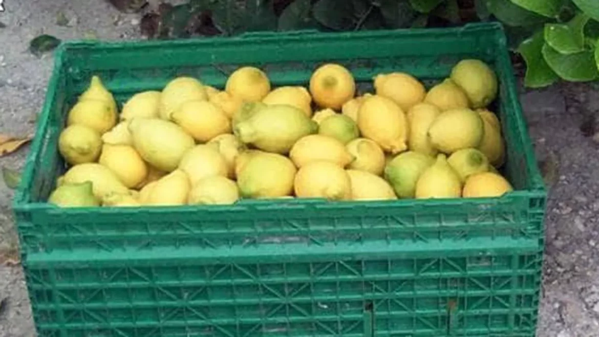 Descubren en Alemania 450 kilos de hachís escondidos entre cajas de limones en un camión de Murcia