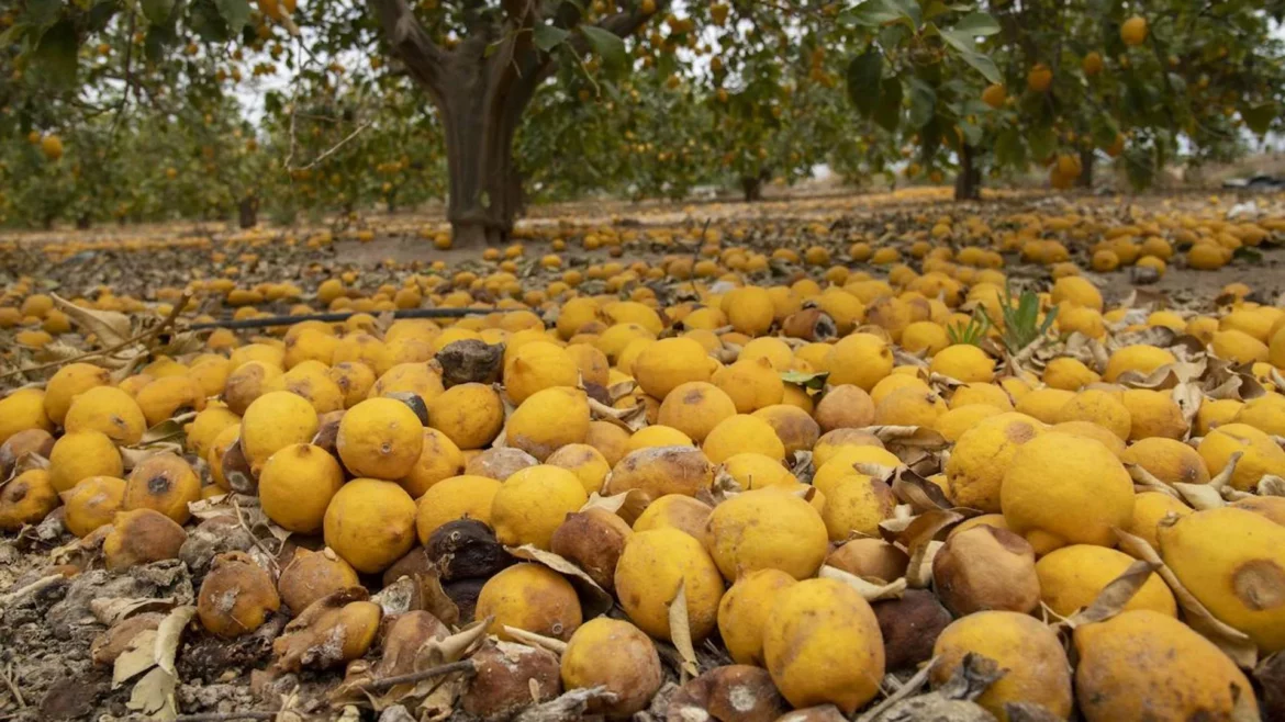 La Consejería propone un plan de arranque de limoneros para afrontar la sobreproducción
