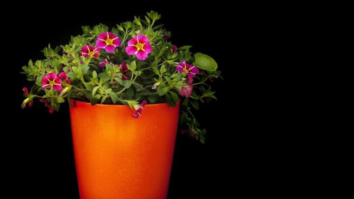 Ten en cuenta esto antes de trasplantar tu planta a otra maceta