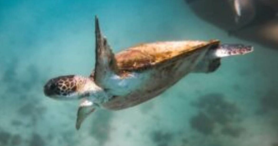 Preservar la biodiversidad: un compromiso de todos