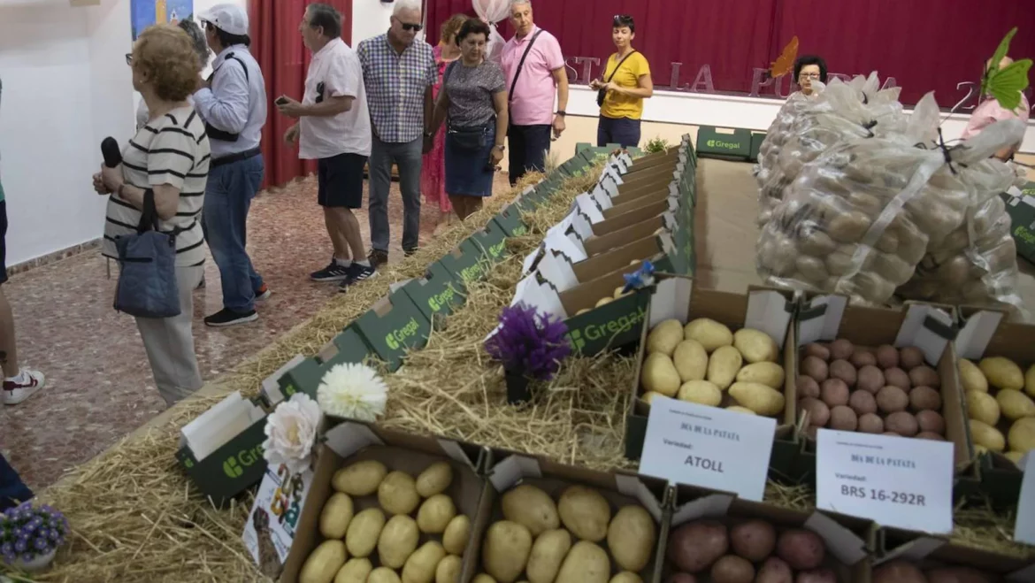 La Puebla saca pecho de sus patatas de «calidad», pese a una menor producción