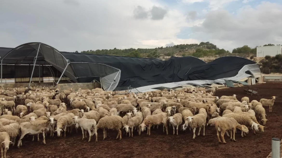 Calasparra pide la declaración de zona catastrófica por los daños del granizo