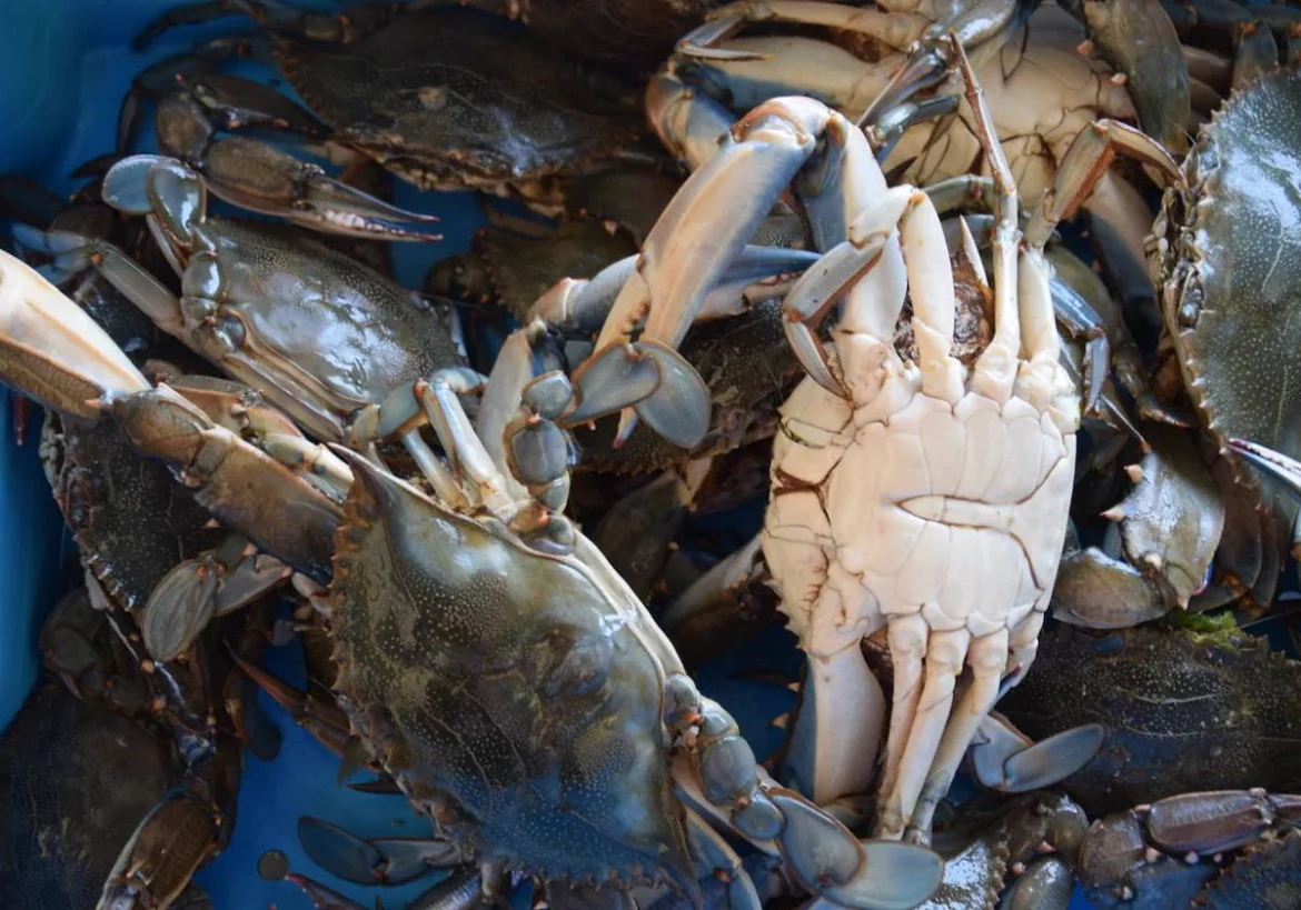 El cangrejo azul, el centollo del Mar Menor