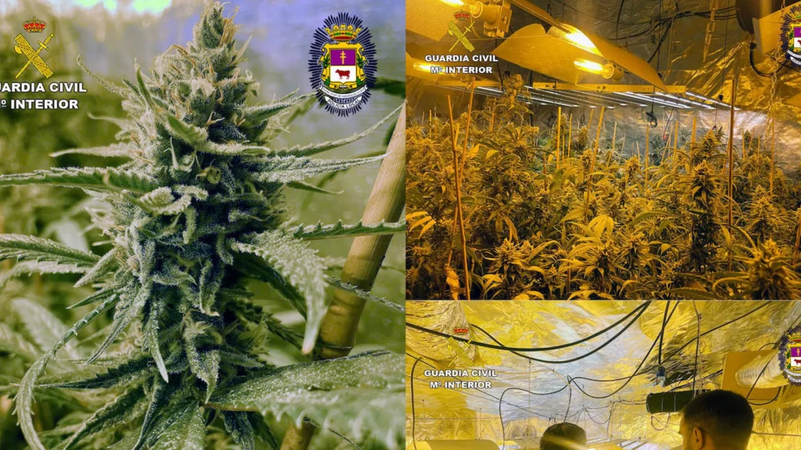 Desmantelan una casa utilizada como invernadero de marihuana en Caravaca