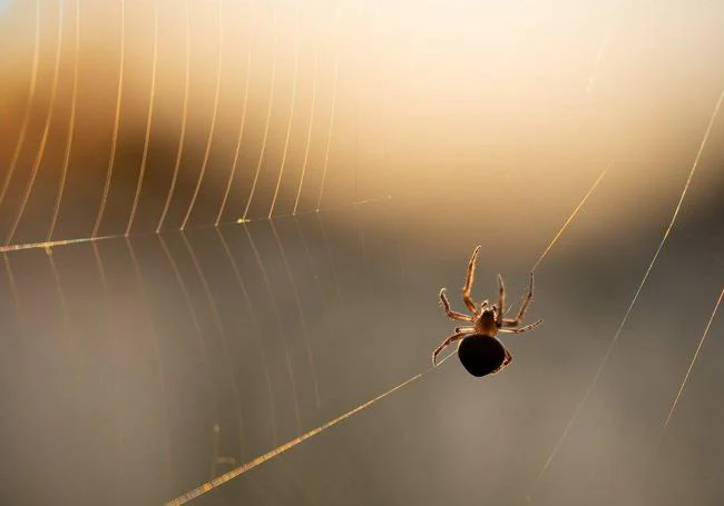 Una araña.