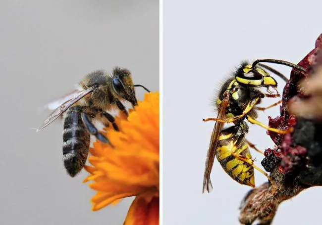 Cómo saber qué insecto te ha picado: así son sus picaduras