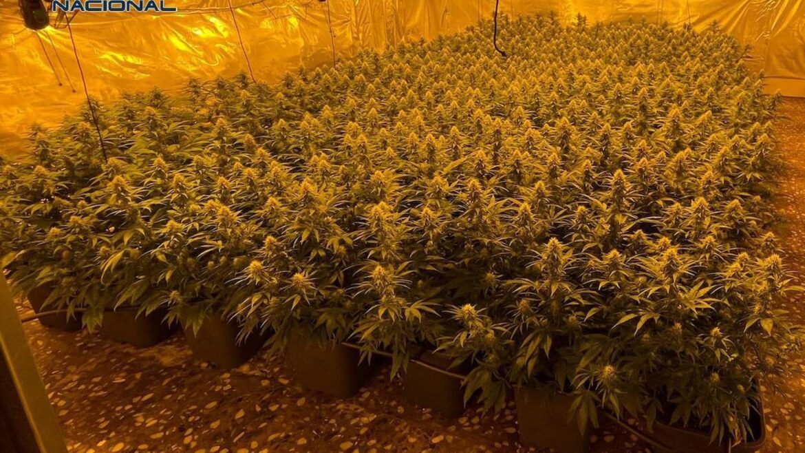 Detienen a 21 personas e intervienen casi 6.000 plantas de marihuana en varios registros en la Región