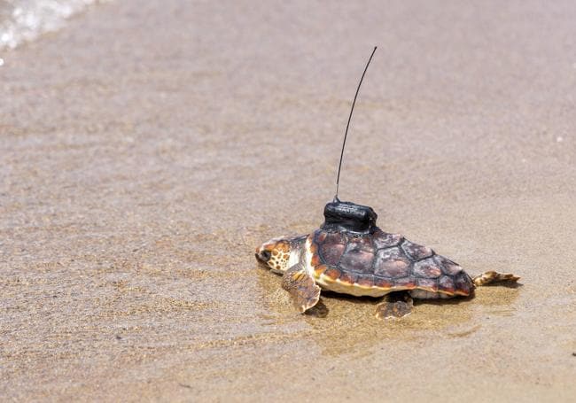 Ponen en libertad a veinte tortugas bobas en la playa de Isla Plana, en Cartagena