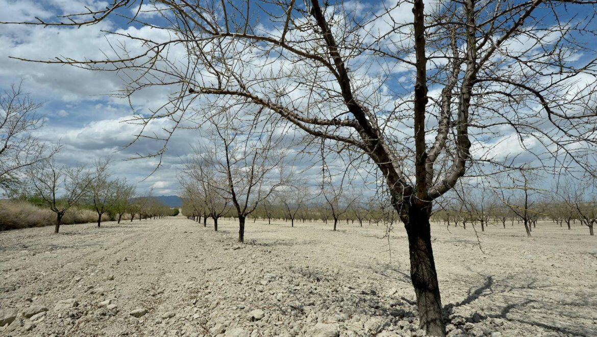 Los productores de almendra sufren una «situación agónica» debido a la sequía y los costes