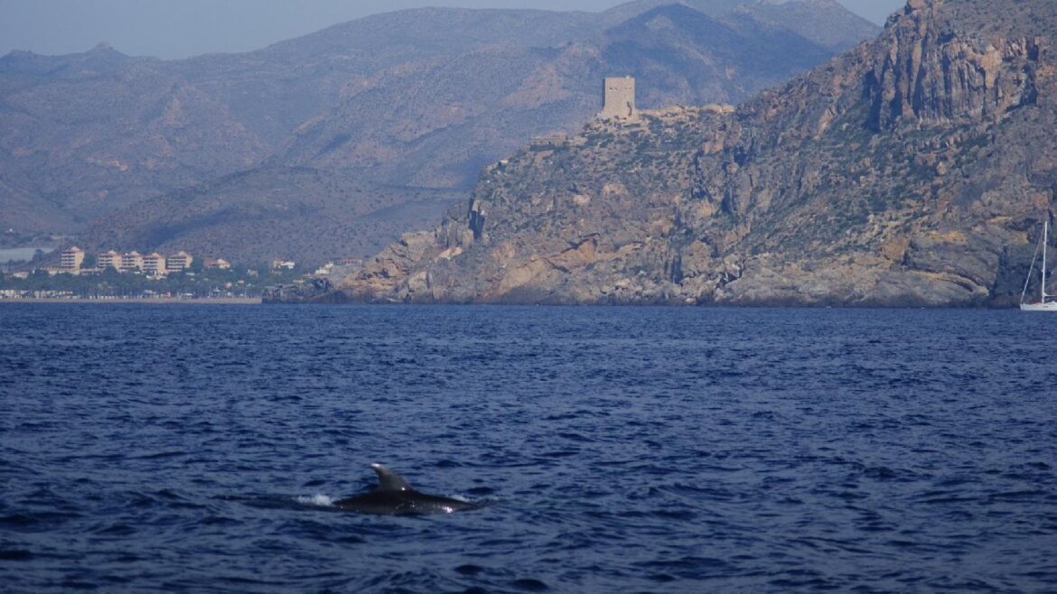 El Ayuntamiento de Mazarrón muestra su rechazo a la instalación de una granja marina