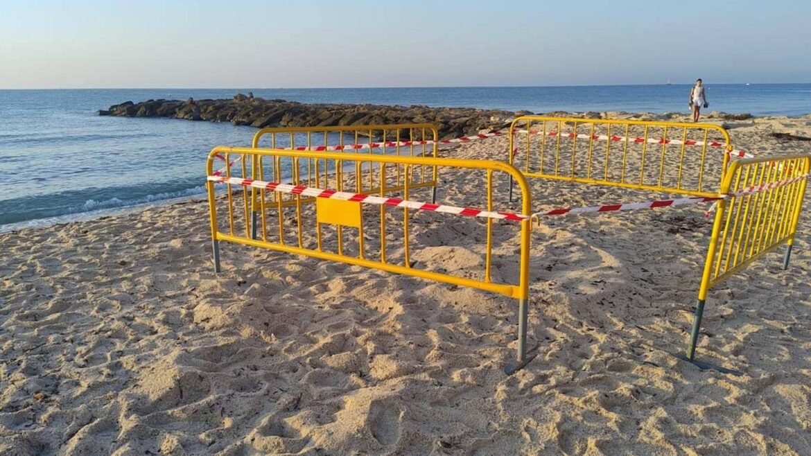 Nuevo nido de una tortuga boba en una playa de Torrevieja