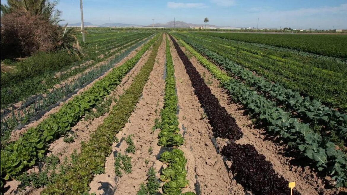 La CARM abona cerca de 20 millones para favorecer a los agricultores de ecológico de la Región