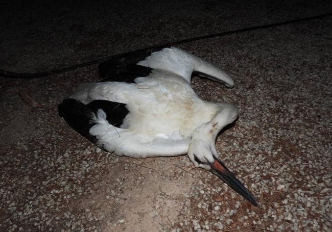 Un grupo de cigüeñas se electrocuta al apoyarse en un tendido eléctrico en Calasparra