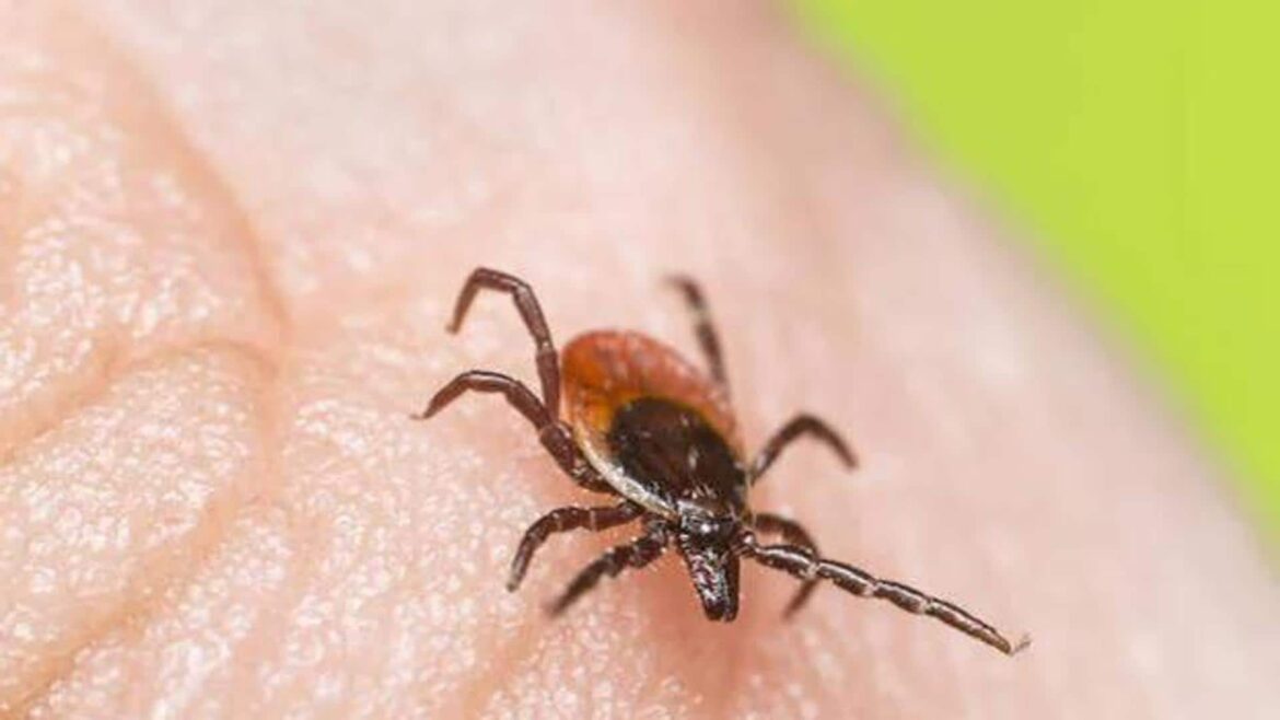 Alerta por el aumento de garrapatas en España: cómo protegerte de su picadura y de las enfermedades que transmiten