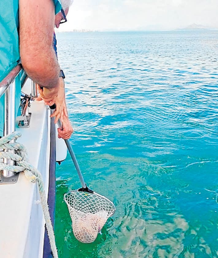 Imagen secundaria 2 - A la izquierda, el equipo científico del IEO; a la derecha, recogida de medusas.