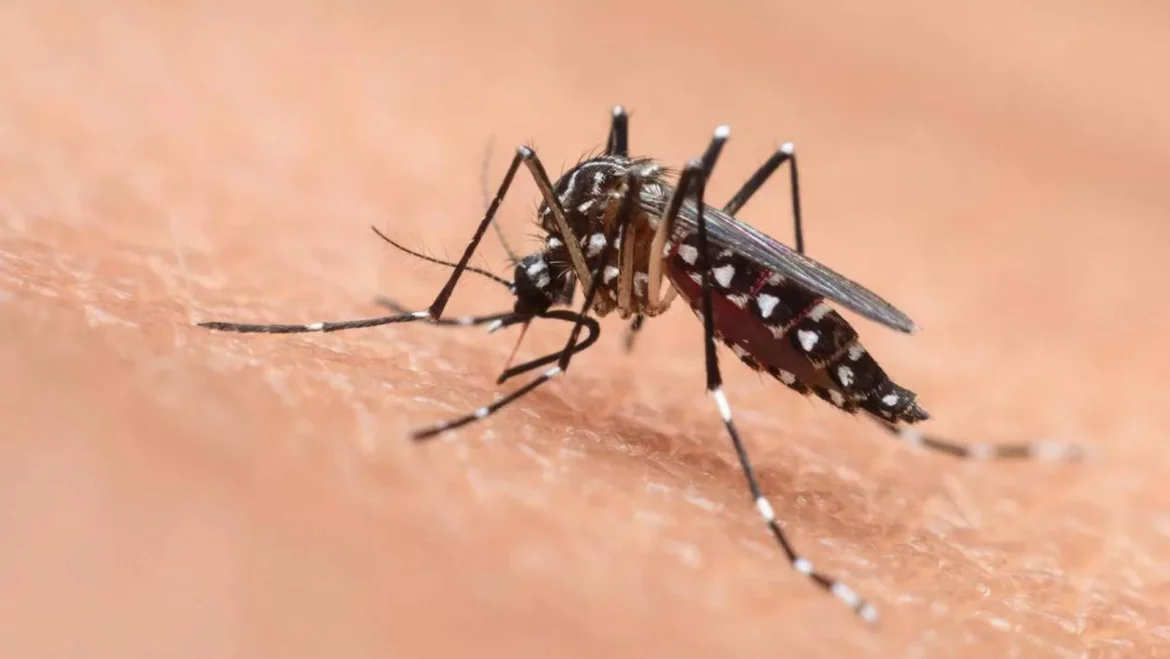 Despídete de los mosquitos: el truco económico de las abuelas para repeler las plagas