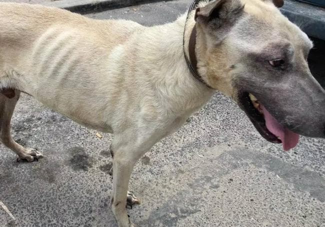 Rescatan a un perro «en estado crítico» tras ser abandonado en una vivienda de Cartagena