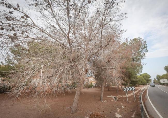 La sequía y la falta de acción hacen empeorar las pinadas de la Vega Baja