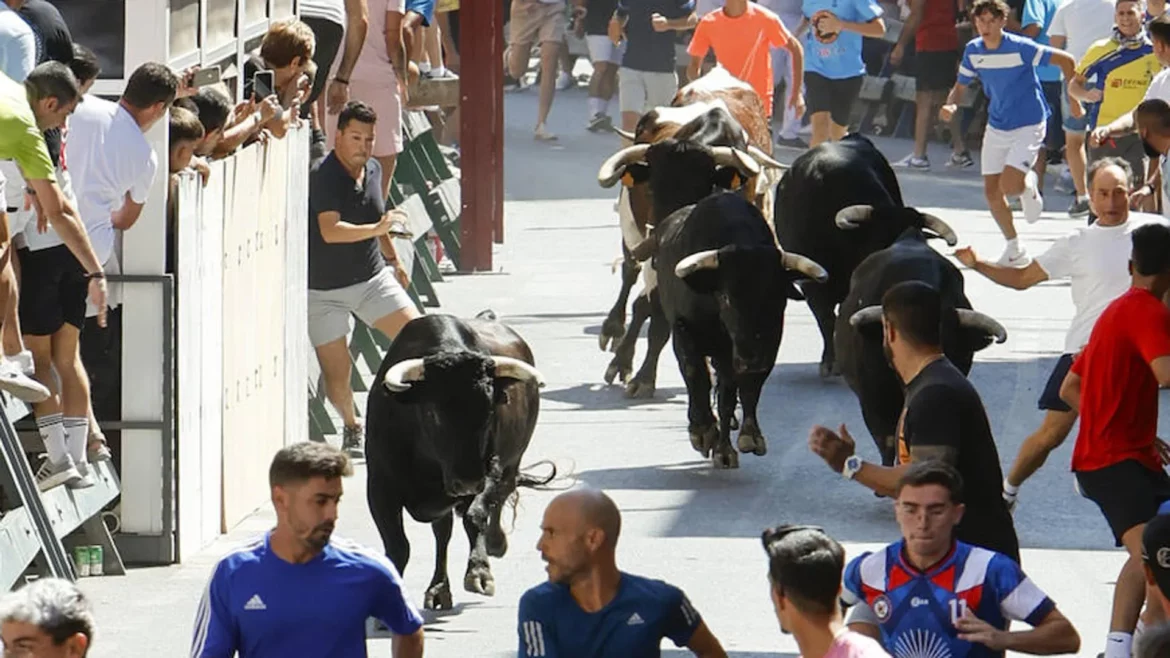 Los novillos de Carlos Núñez protagonizan un tercer encierro limpio y sin heridos en las fiestas de Blanca