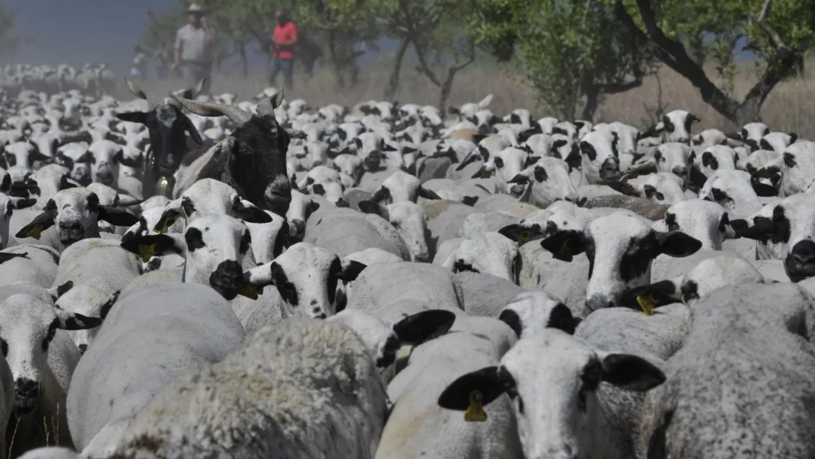 Cerca de 350.000 ovejas y vacas ya están vacunadas contra la lengua azul en la Región