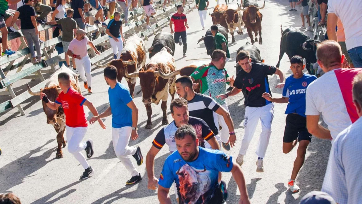 El peligroso encierro de Galache deja un herido por asta de toro en Calasparra