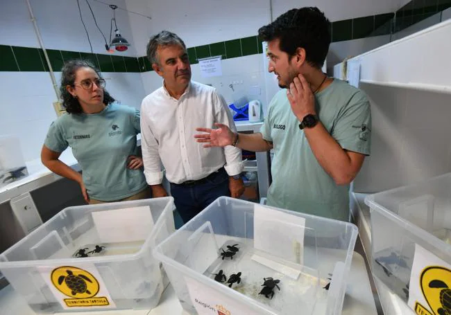 Nacen las tortugas bobas del nido de la playa de La Manga