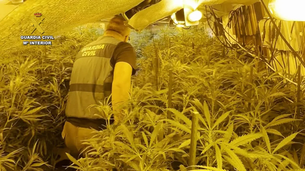 Hallan un cultivo con casi 2.500 plantas de marihuana en una casa cueva de Jumilla