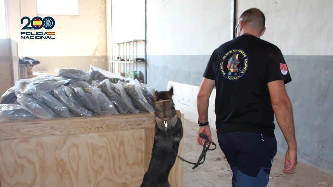 Incautan más de 135 kilos de cogollos de marihuana en un almacén en Los Alcázares