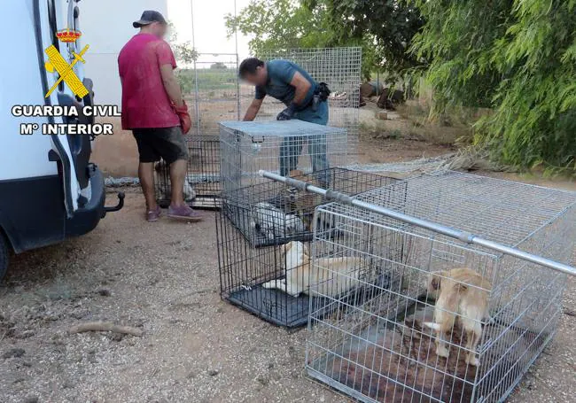 Rescatados una treintena de perros abandonados y en mal estado en fincas de Mula y Pliego