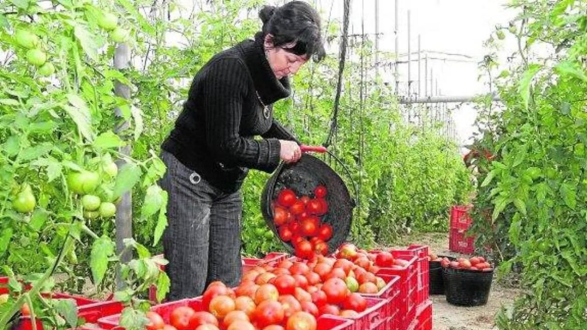 La Región de Murcia acapara el 10% de las exportaciones nacionales de tomate, y en mercados de valor la penetración supera el 15%