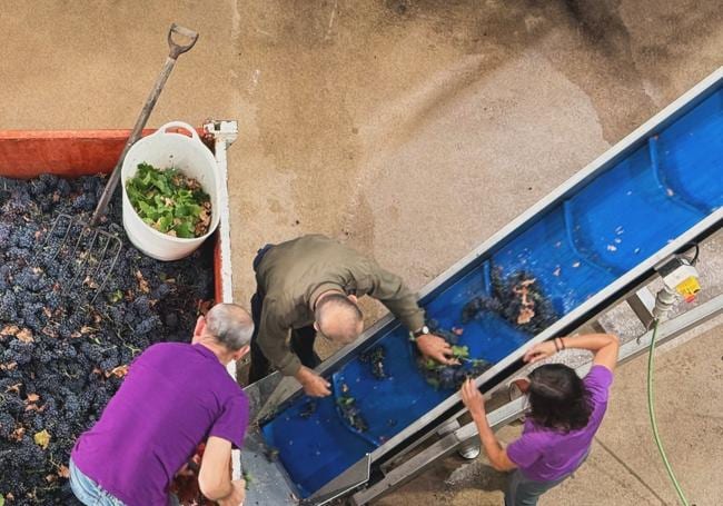 La uva vendimiada llega a Viña Elena, Jumilla.