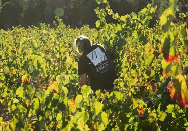 Vendimia a mano en Bodegas del Rosario, Bullas.