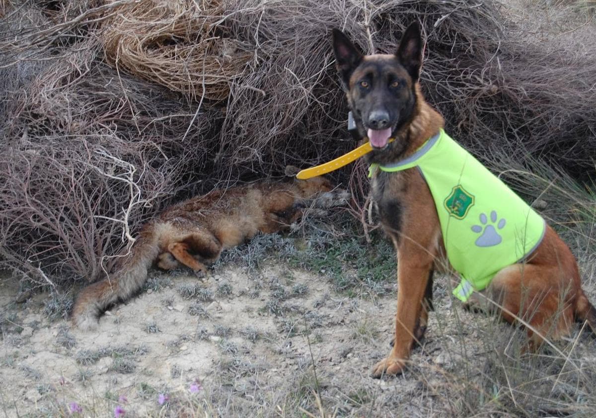 Imagen principal - 1. Un perro de la Brida, ante un zorro potencialmente envenenado en la Sierra del Oro, 2. Entrenamiento del olfato de un perro, con carne y teteras en las que hay veneno, 3. Toma de muestras en la Bahía de Portmán ante un posible vertido minero, que dio negativo. 