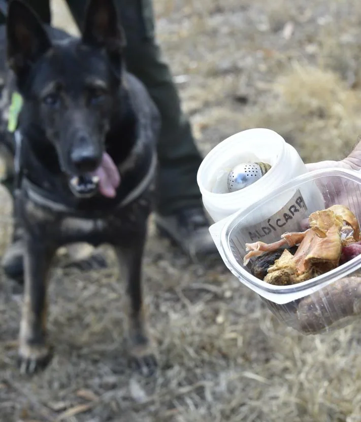 Imagen secundaria 2 - 1. Un perro de la Brida, ante un zorro potencialmente envenenado en la Sierra del Oro, 2. Entrenamiento del olfato de un perro, con carne y teteras en las que hay veneno, 3. Toma de muestras en la Bahía de Portmán ante un posible vertido minero, que dio negativo. 