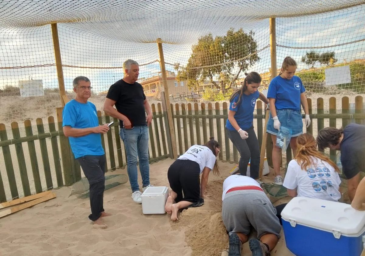 Imagen principal - 51 tortugas nacen del segundo nido que 'Pura Vida' puso en la playa de La Mata en Torrevieja