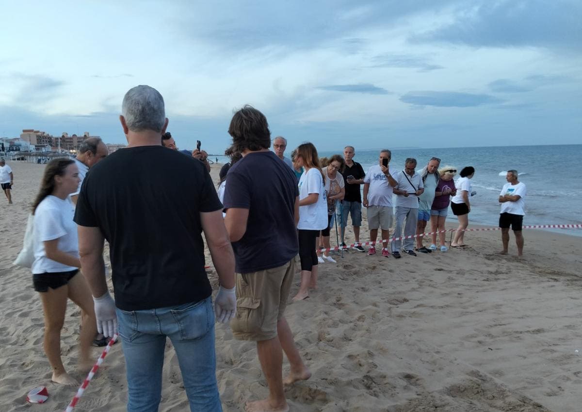 Imagen secundaria 1 - 51 tortugas nacen del segundo nido que 'Pura Vida' puso en la playa de La Mata en Torrevieja