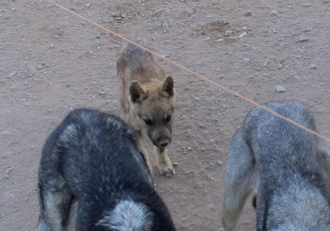 Descubren cuatro lobos ibéricos que tenía un vecino de Lorca como mascotas