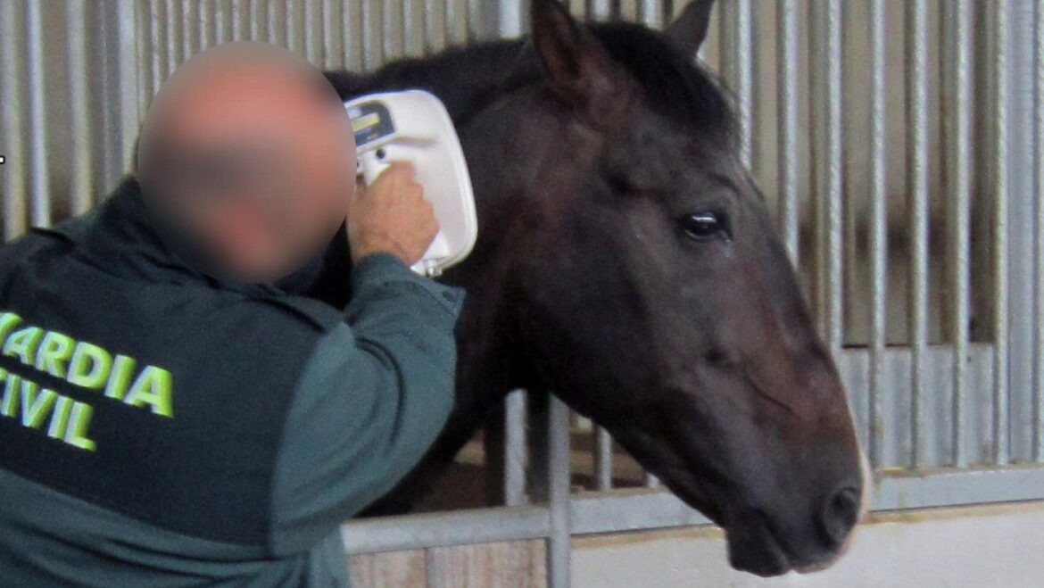 Investigan a un empresario por realizar traslados internacionales de caballos con documentación falsa