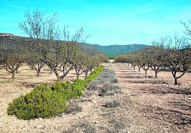 Finca de almendros en ecológico en Cañada de la Cruz (Moratalla).