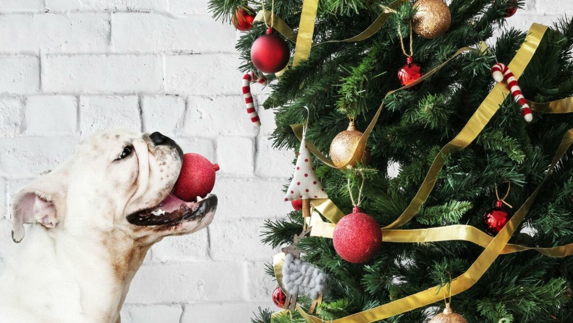 Navidad con mascotas: cómo poner el árbol a prueba de perros y gatos