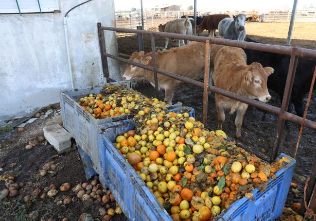 Las reses de la empresa familiar, alimentándose de naranjas y limones.