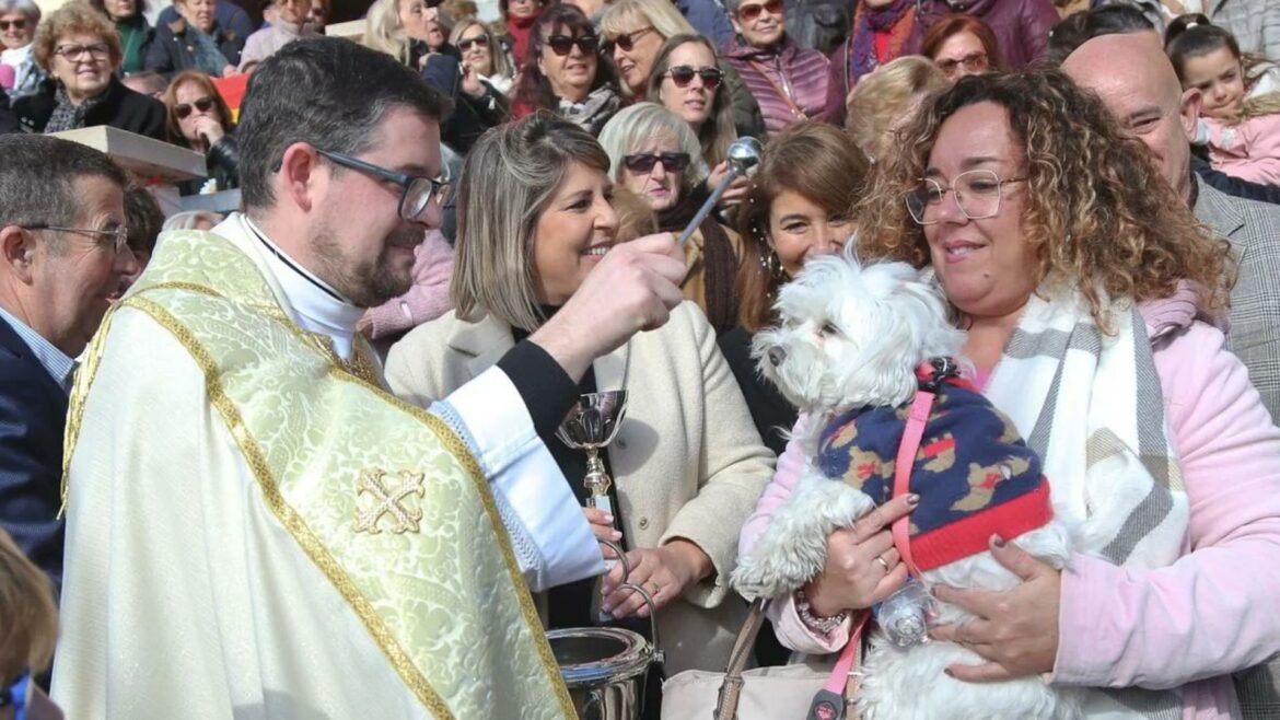 San Antón, bendición entre promesas en Cartagena