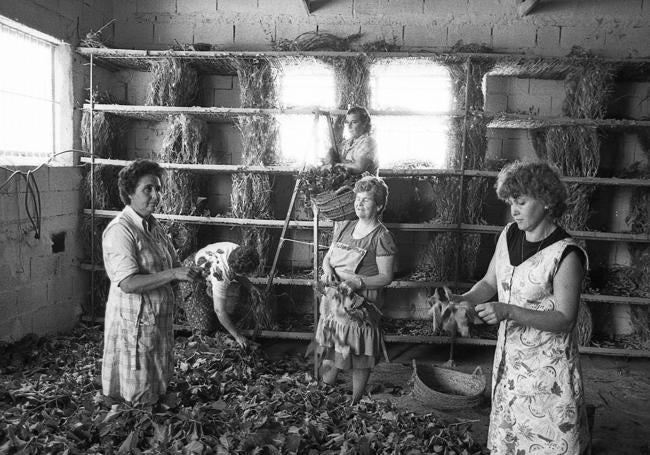 Un grupo de mujeres trabajan en una factoría de gusanos de seda, en la pedanía murciana de Monteagudo. 1987.