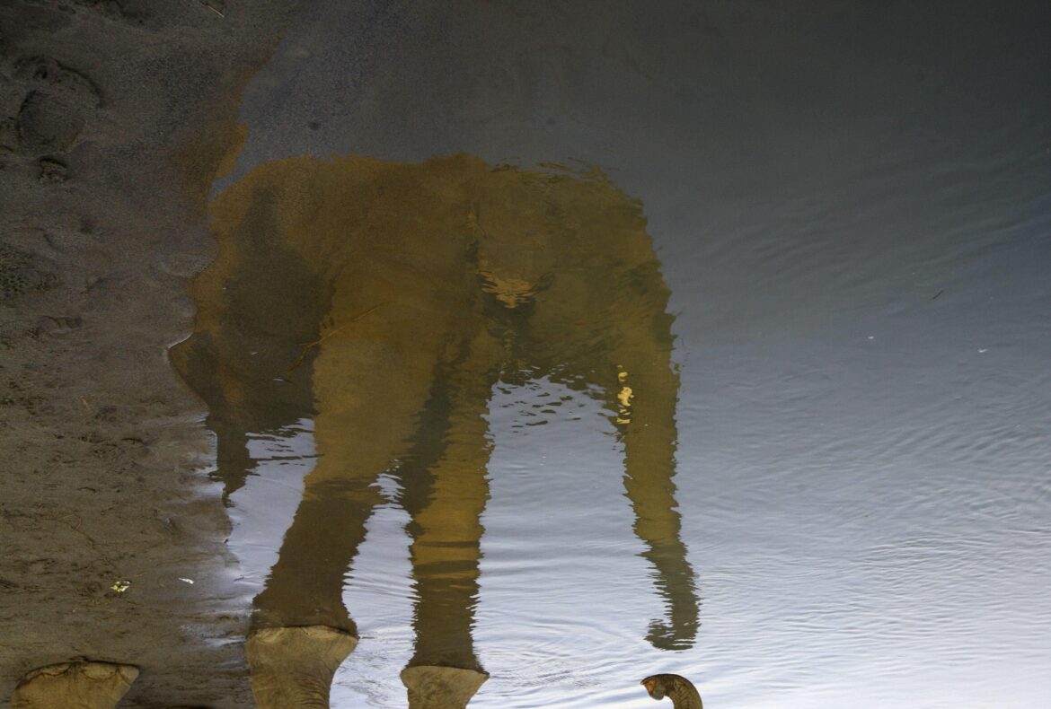 Muere en Tailandia una española atacada por un elefante