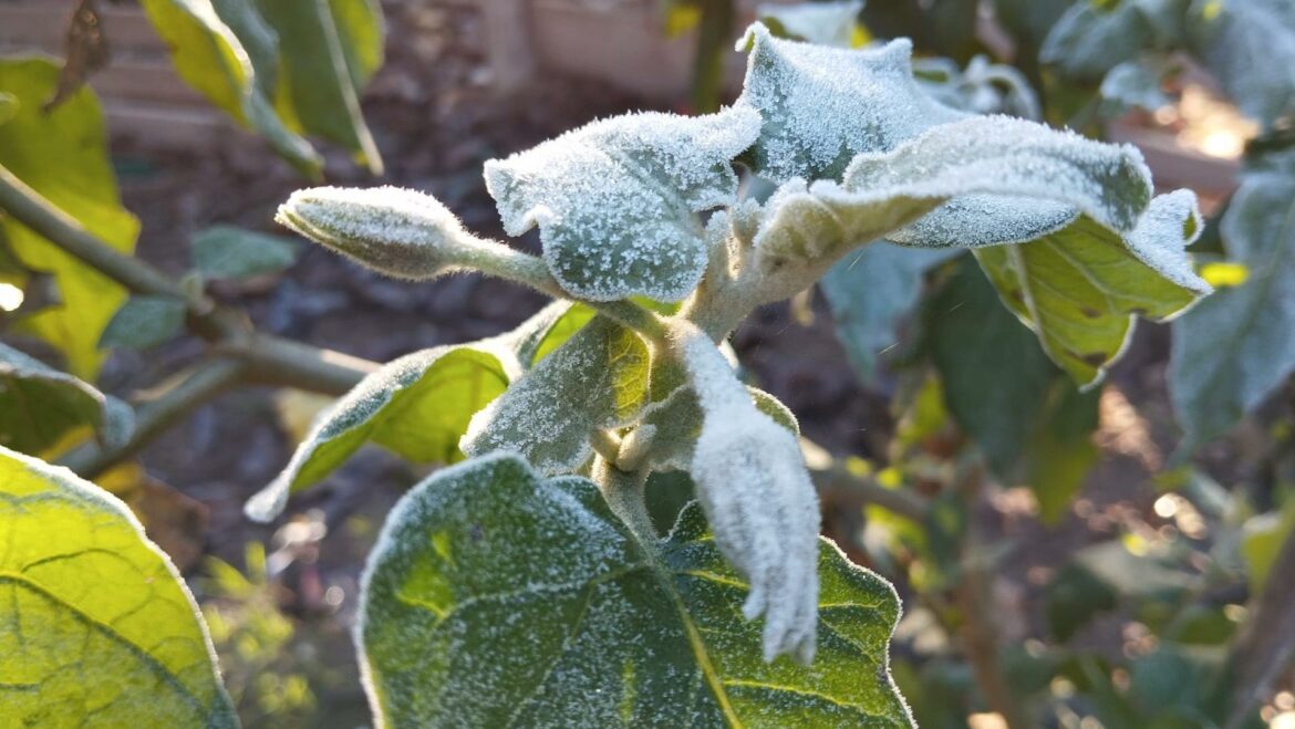 La noche más fría del año deja heladas en toda la Región de Murcia y mínimas de casi -7 grados